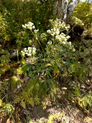 Kitagawia baicalensis