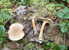Lactarius helvus