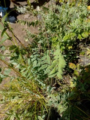 Oxytropis strobilacea