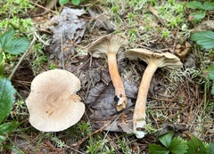 Lactarius helvus