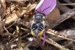 Megachile mendica