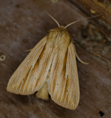 Mythimna oxygala