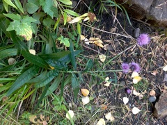 Cirsium serratuloides