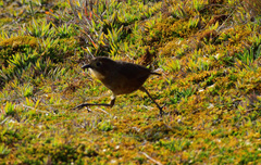 Grallaria quitensis