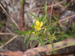 Ludwigia linearis