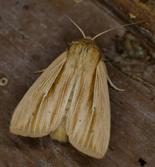 Mythimna oxygala