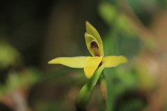 Maxillaria acuminata