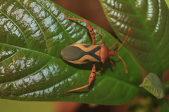 Crinocerus sanctus