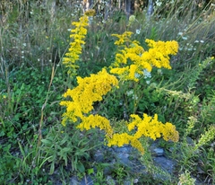 Solidago nemoralis