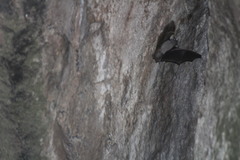 Balantiopteryx plicata