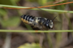 Megachile mendica