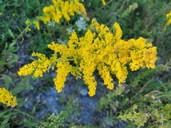 Solidago nemoralis