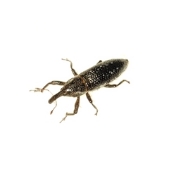 Lixus scrobicollis