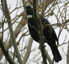 Prosthemadera novaeseelandiae novaeseelandiae