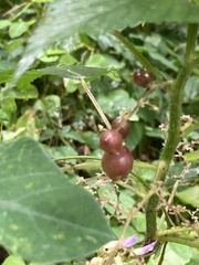 Dasineura involuta