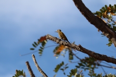 Dryobates passerinus