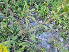 Solidago nemoralis