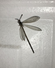 Brachynemurus