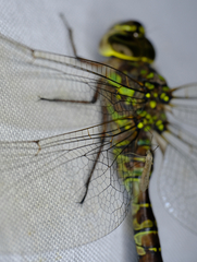 Aeshna canadensis