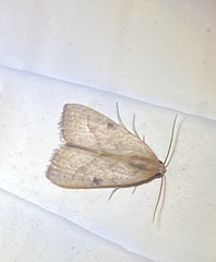 Galgula partita