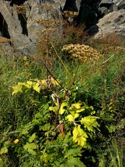 Heracleum dissectum