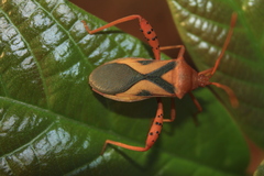 Crinocerus sanctus