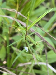 Veronica scutellata