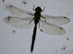 Aeshna canadensis