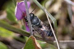 Megachile mendica