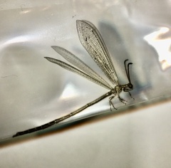 Brachynemurus