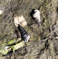 Cerithideopsis californica