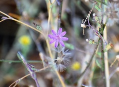 Stephanomeria virgata