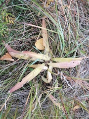 Gentiana macrophylla
