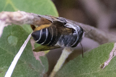 Megachile mendica
