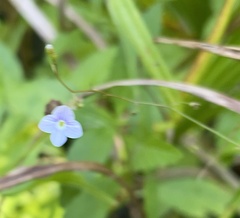 Veronica scutellata