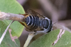 Megachile mendica