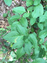 Ligusticum canadense