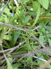 Veronica scutellata