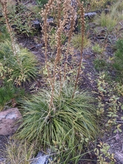 Xerophyllum tenax