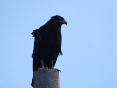 Buteogallus anthracinus