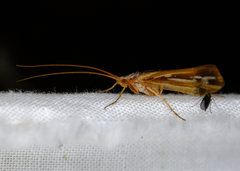Limnephilus ornatus