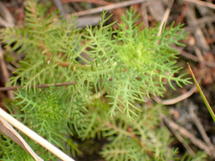 Proserpinaca pectinata