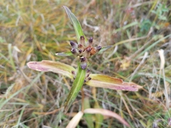 Gentiana macrophylla