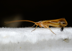 Limnephilus ornatus