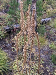 Xerophyllum tenax