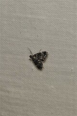 Elophila obliteralis