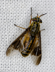 Chrysops
