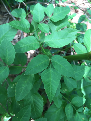 Ligusticum canadense