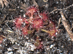 Drosera capillaris