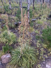 Xerophyllum tenax